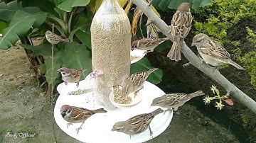 Bird Feeder | Attract Birds With Homemade Bird Feeder
