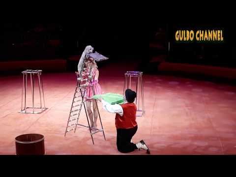 თბილისის ცირკი!!!! აკრობატი პუდელის სუპერ ნახტომი და მისი მშვენიერი მომთვინიერებელი