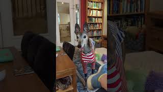 Rowdy the Greyhound's Dinnertime Tantrum - part 8!