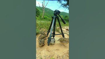 Best bird trap, quick quail trap# shorts # Make Traps