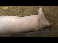 Африканська чума свиней: як запобігають поширенню захворювання на Полтавщині?
