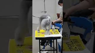 대구FCI국제도그쇼 시합직전 몸매관리!!!🐈🐩🎵🎶
