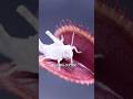 ハエトリグサに捕まっても助かる理由