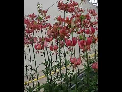Video: Martagon lilije v lončkih – skrb za gojeno martagonsko lilijo