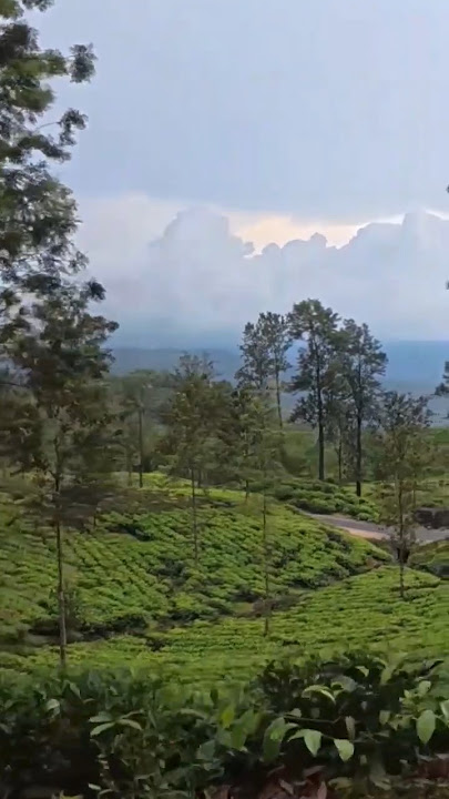 It's wonderful day.🌻😘❤️🏃#music #travel #odishalabakuasajanma #alanwalker #nature #srilanka