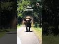 ELEPHANT ATTITUDE | MAJESTIC RULER OF THE FOREST