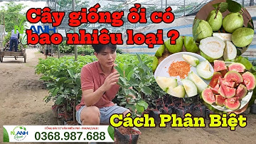 Phân Biệt Các Giống Ổi Hot Nhất (Nữ Hoàng, Ruby, Đài Loan...) & Mẹo Chọn Giống Chuẩn