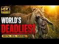 WORLD'S DEADLIEST | The Brutal Reality of Survival in the Wild | Nature Animal Documentary