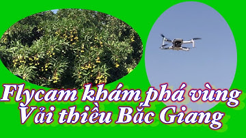 Flycam khám phá vùng vải thiều Lục Ngạn Bắc Giang