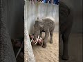 An elephant rescued a woman after she fell into the exhibit!