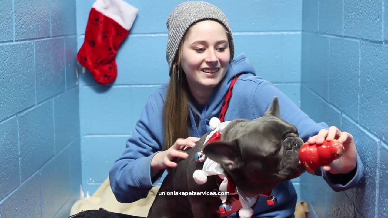Holiday Dog Boarding at Union Lake Pet Services YouTube