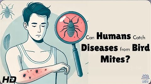 Bird Mites vs. Humans: What Happens When They Invade Your Home?