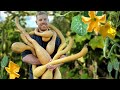 You absolutely have to grow this awesome plant  tromboncino snake squash  