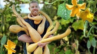 You Absolutely Have To Grow This Awesome Plant!  Tromboncino Snake Squash!