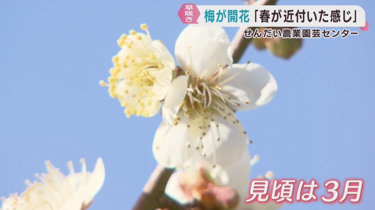 Early-blooming plum blossoms bloom early despite the cold weather