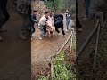 Manual Pig Weighing Method on Farm | Traditional Livestock Management