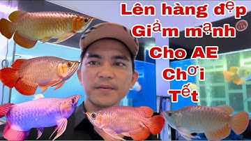 Hàng Tuyển | Cá Rồng Huyết Long | Shorts Bodi | King Shorts Bodi | Giảm-s Mạnh Cho AE Chơi Tết 😍😍