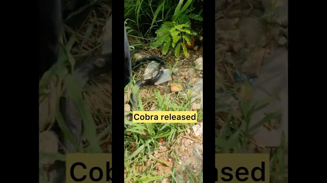 Cobra found and rescued😱🙌🏻 
