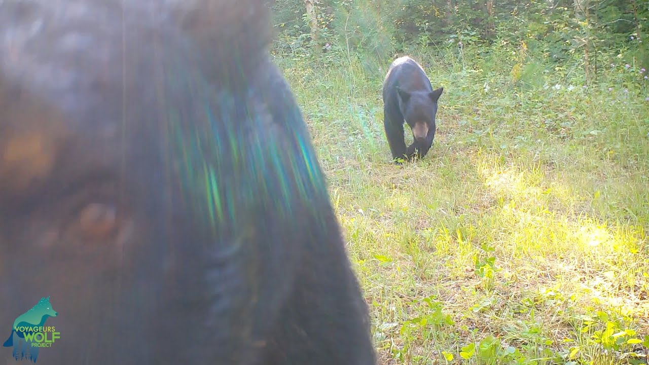 Two bears destroy trail camera