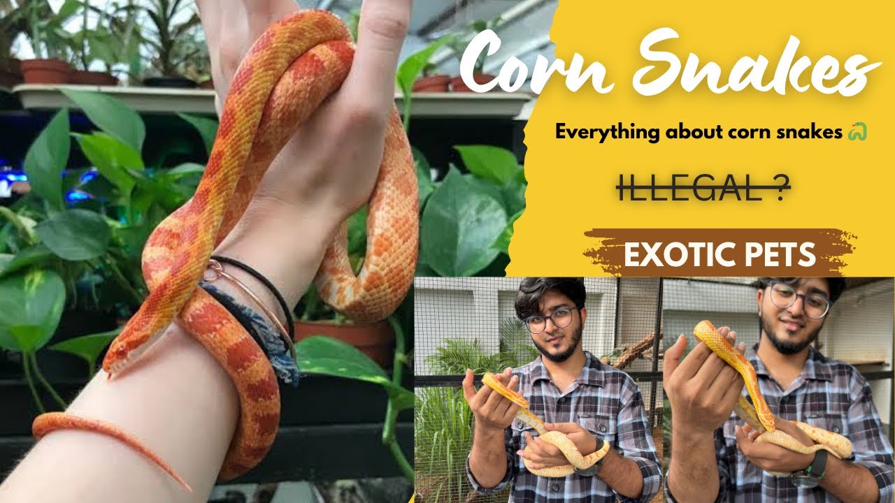 Corn snake 🐍 as a pet in India 😳Telugu | Hyderabad exotic pets | Hyderabad hamsters