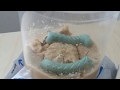 hornworm timelapse going into pupa stage