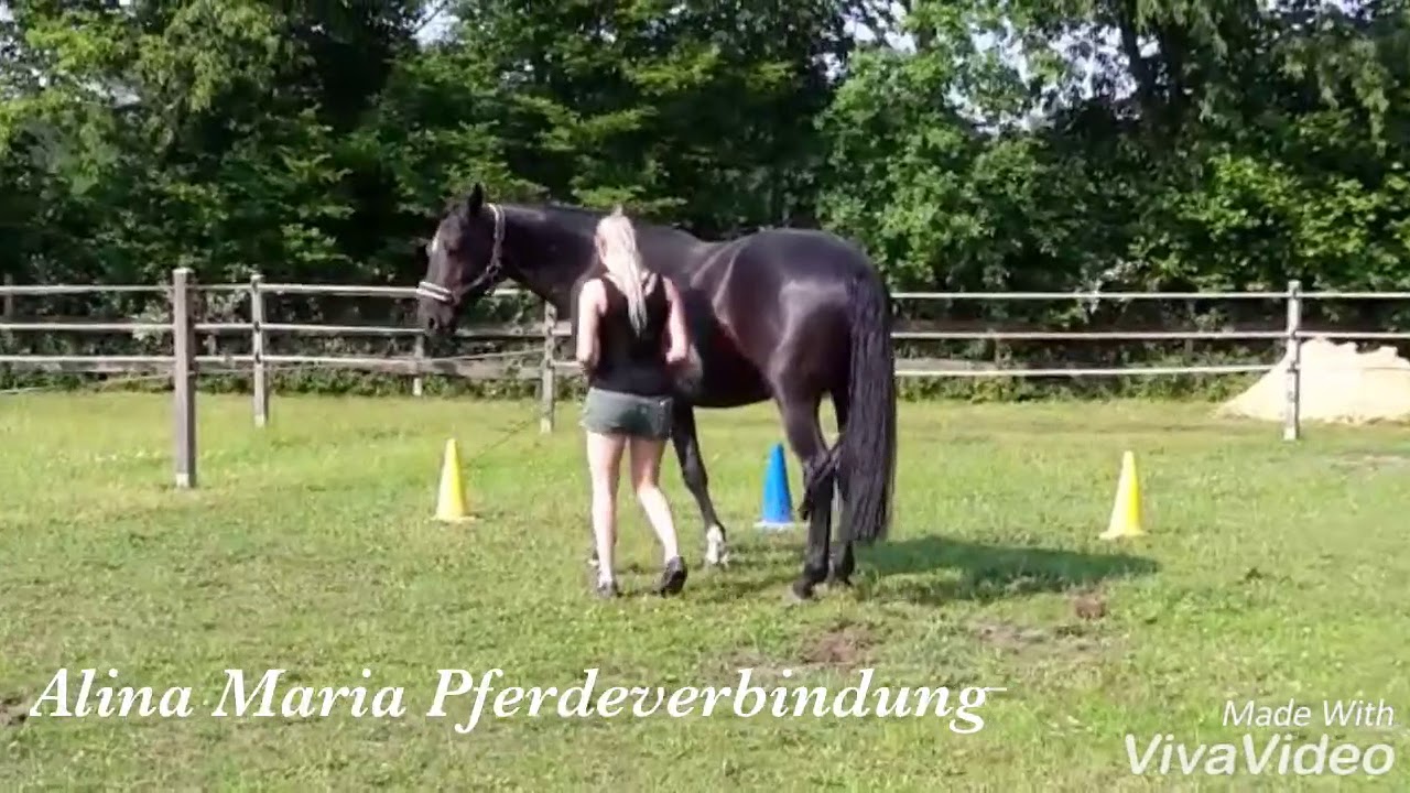 Freiheitsdressur lernen Pferd Pylonen Arbeit - Mit Finezz & Alina Maria Pferdeverbindung