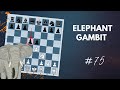 Elephant gambit  the refutation  daily lesson with a grandmaster 75