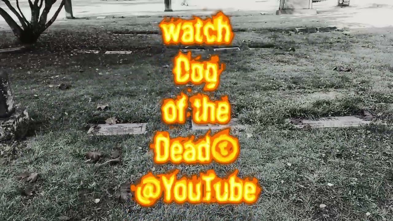 Dog of the Dead© commercial 11/8/25 PDX ABG 