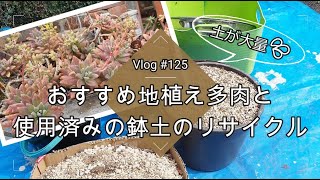 【Vlog125】【多肉植物】おすすめ地植え多肉と使用済みの鉢土のリサイクル【土の再利用法】