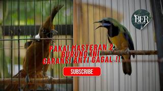 MASTERAN KOMBINASI CUCAK CUNGKOK VS CILILIN DIJAMIN CEPAT MASUK