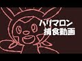 【実写】ハリマロン捕食してみた。【茶番】