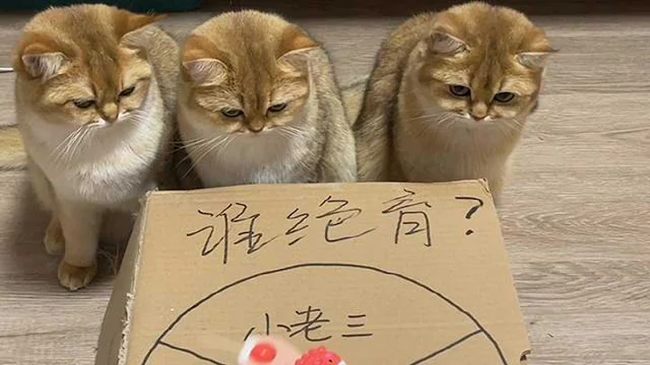 【牛奶是只猫】好家伙！中大奖了！！！#金渐层 - 天天要闻