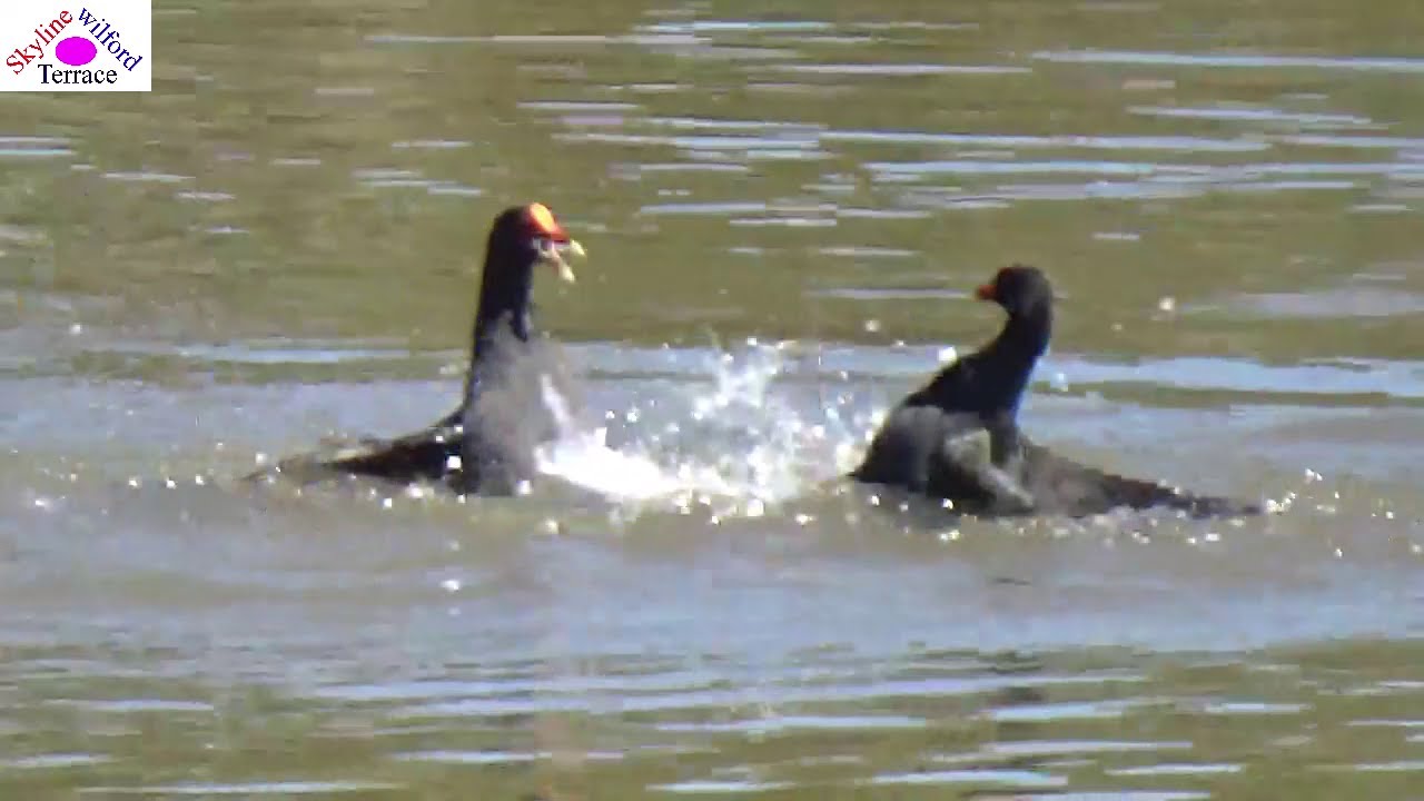 Bird fighting #1: Fierce fighting among Dusky Moorhens in water