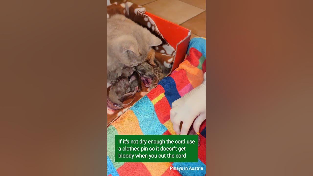 How to cut the Umbilical Cord of a Newborn Kitten? britishshorthair 