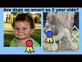 Dogs vs. 2-Year-Olds Intelligence
