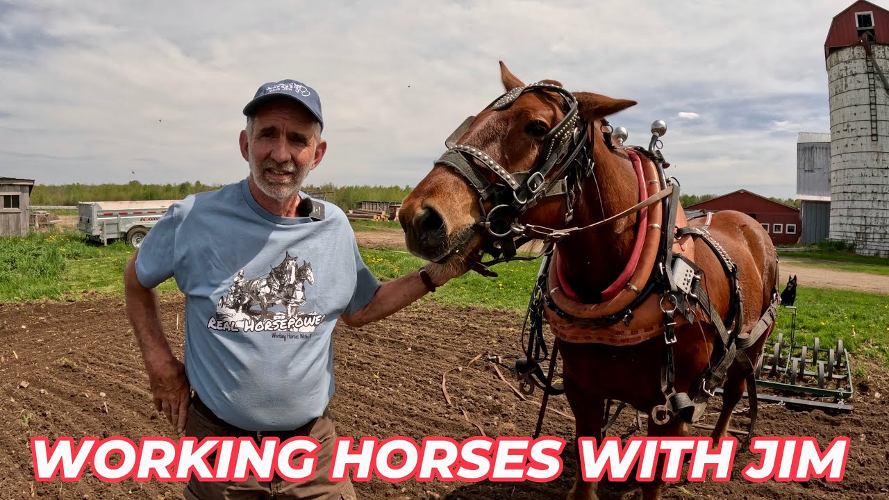 Let's see what this young Suffolk Punch horse can do in the Garden!! 