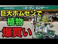 【なんだここは！】植物欲が抑えられなくなりまた爆買いしてしまった。。。　　【ジョイフル本田】