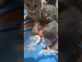 Семейство кошачьих видеоленалайт Shipilena Videopusha Shipipusha Videoshipik Catlovers Cats Семейство кошачьих видеоленалайт Shipilena Videopusha Shipipusha Videoshipik Catlovers Cats