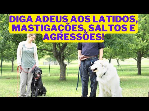 Vídeo: Como gerenciar a agressão alimentar em cães