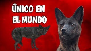 🦊Conoce a DOGXIM, el ÚNICO HÍBRIDO entre perro y zorro🐶 🦊Conoce a DOGXIM, el ÚNICO HÍBRIDO entre perro y zorro🐶