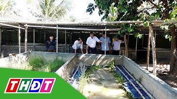 Giá lươn thấp hội viên nuôi lươn gặp khó | THDT