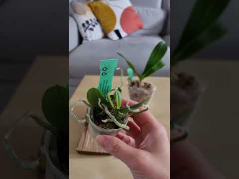 Vidéo: Pourquoi Vous Ne Pouvez Pas Garder D'orchidées à La Maison