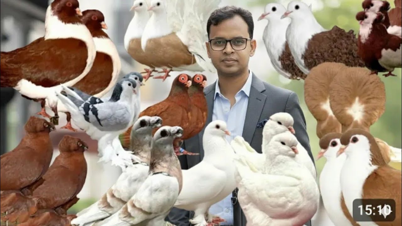 মুজাহিদ ভাইয়ের খামার থেকে কবুতর কিনুন 