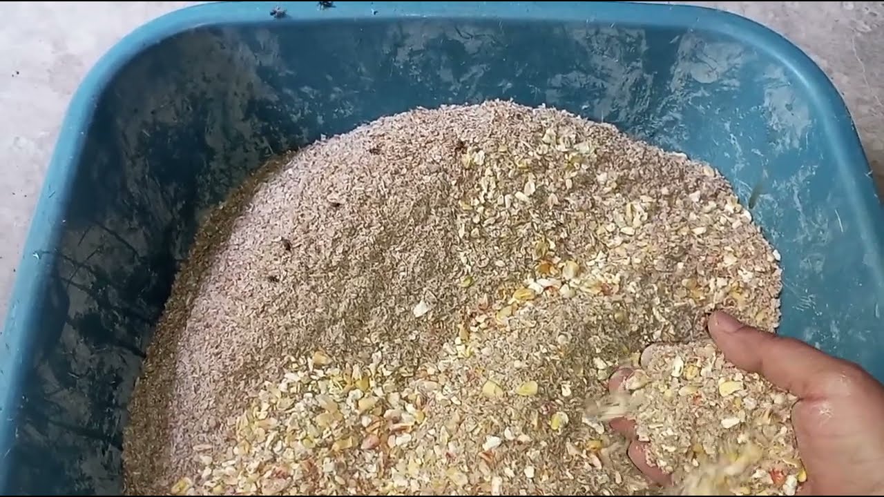 ارخص عليقة للفراخ البلدى البياض عمر شهر لية تشتري علف وفري فلوسك الفراخ هتبيض عمر 4شهور