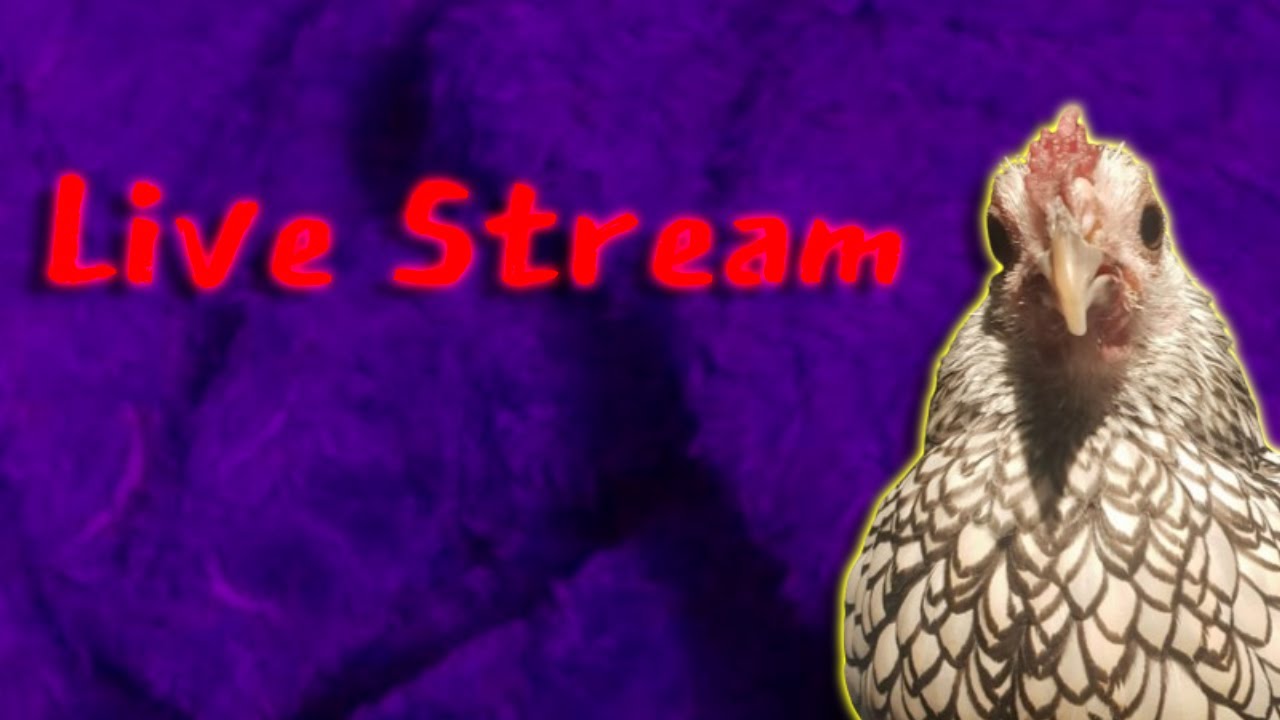 Five Nights At Freddys Stream 13 (late)