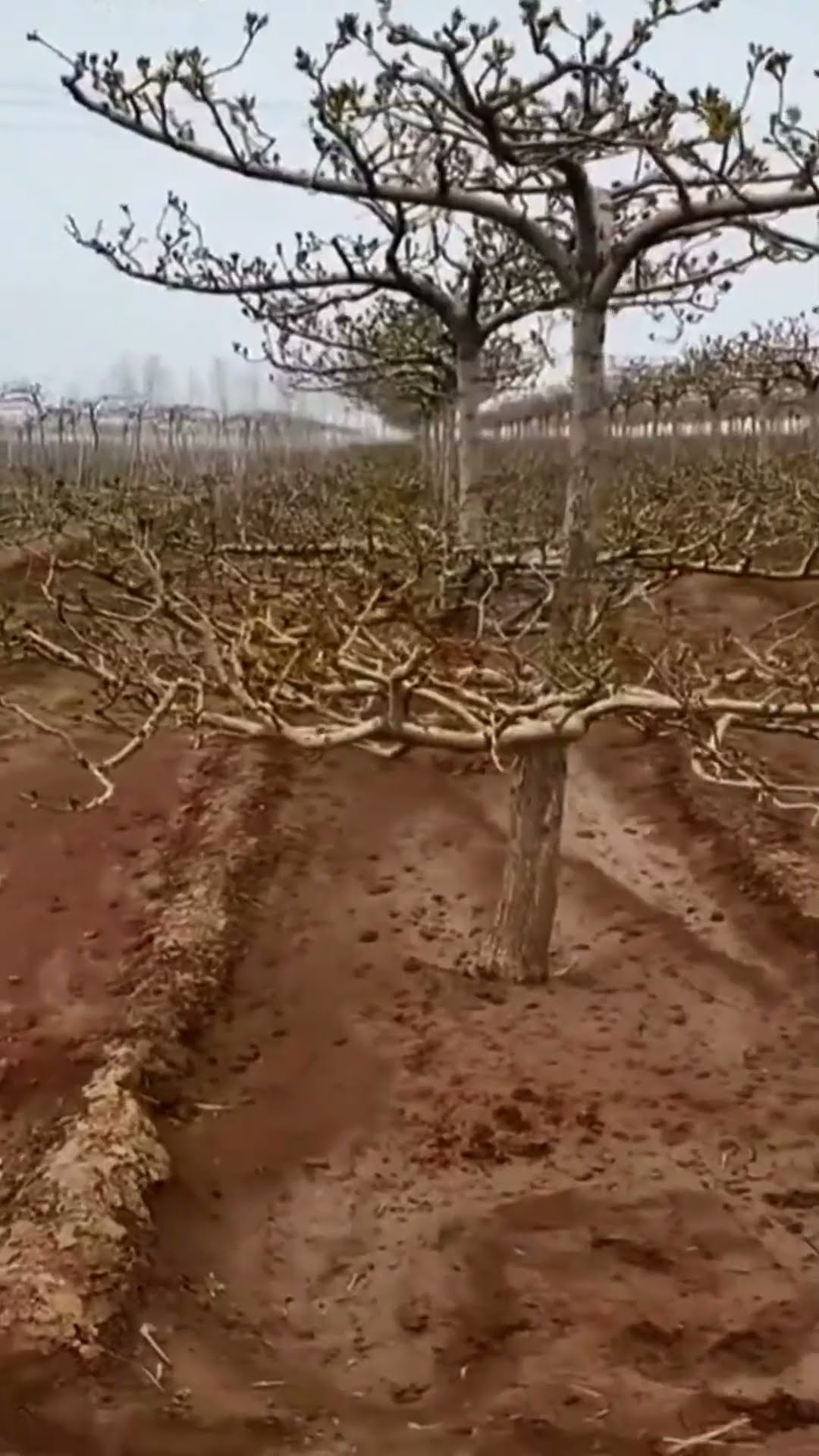 Fruit trees that grow alike