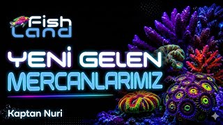 Akvaryuma Efsane Mercanlar Geldi