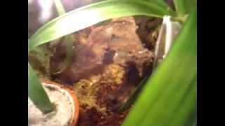 Epipedobates Tricolor