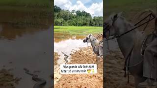 Vaqueiro laçou uma sucurí gigante ao vivo #sobrevivência #natureza #animais #cobra #sucurí