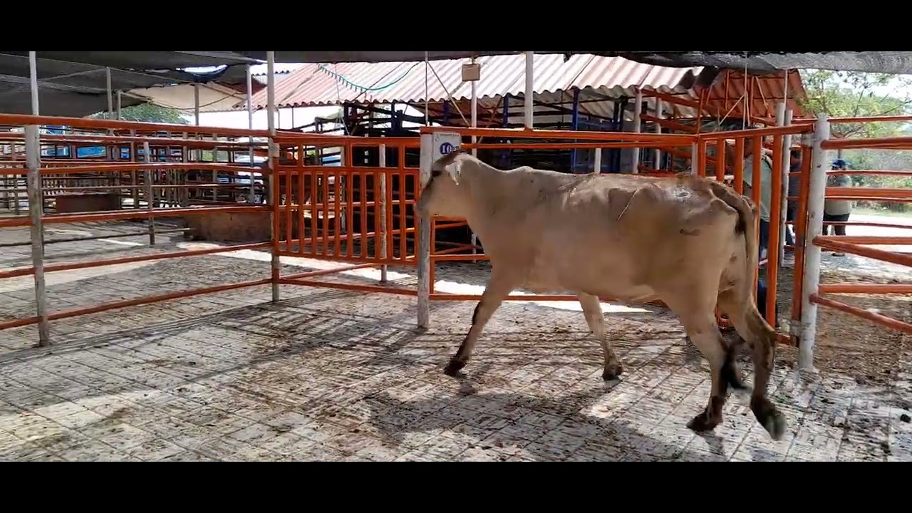 LOTE 27 SUB 197 - YouTube